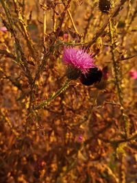 Close-up of pink flowering plant