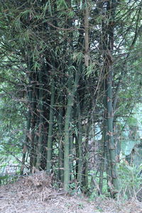 View of trees in forest