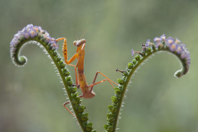 Brown mantis on fern and leaves