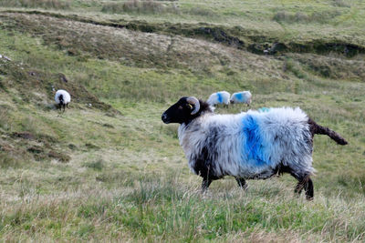 Sheep grazing on grass