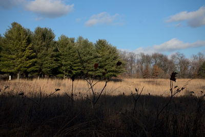 Sunlight and shadow on the prairie grass