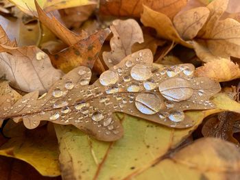 Close-up of raindrops on maple leaves during rainy season