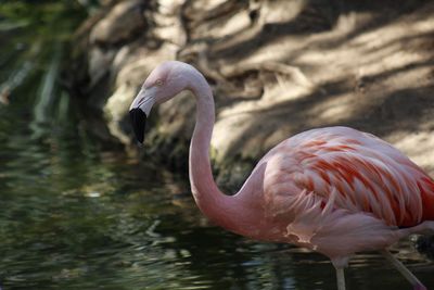 Close-up of swan in lake