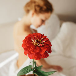 Close-up of person holding red flowering plant