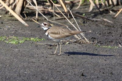 View of bird on land