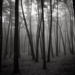 Trees in forest