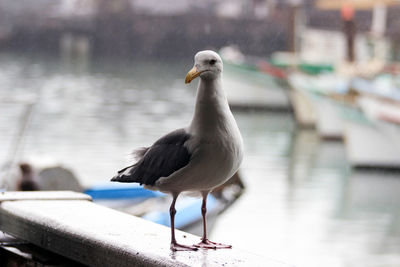 Seagull perching on a railing