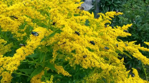 Close up of yellow flowers