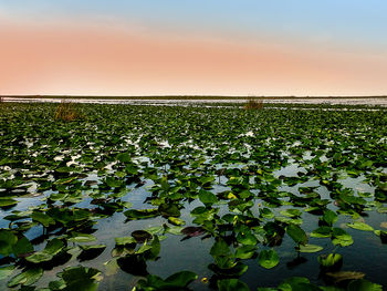 Water lily in lake against sky during sunset