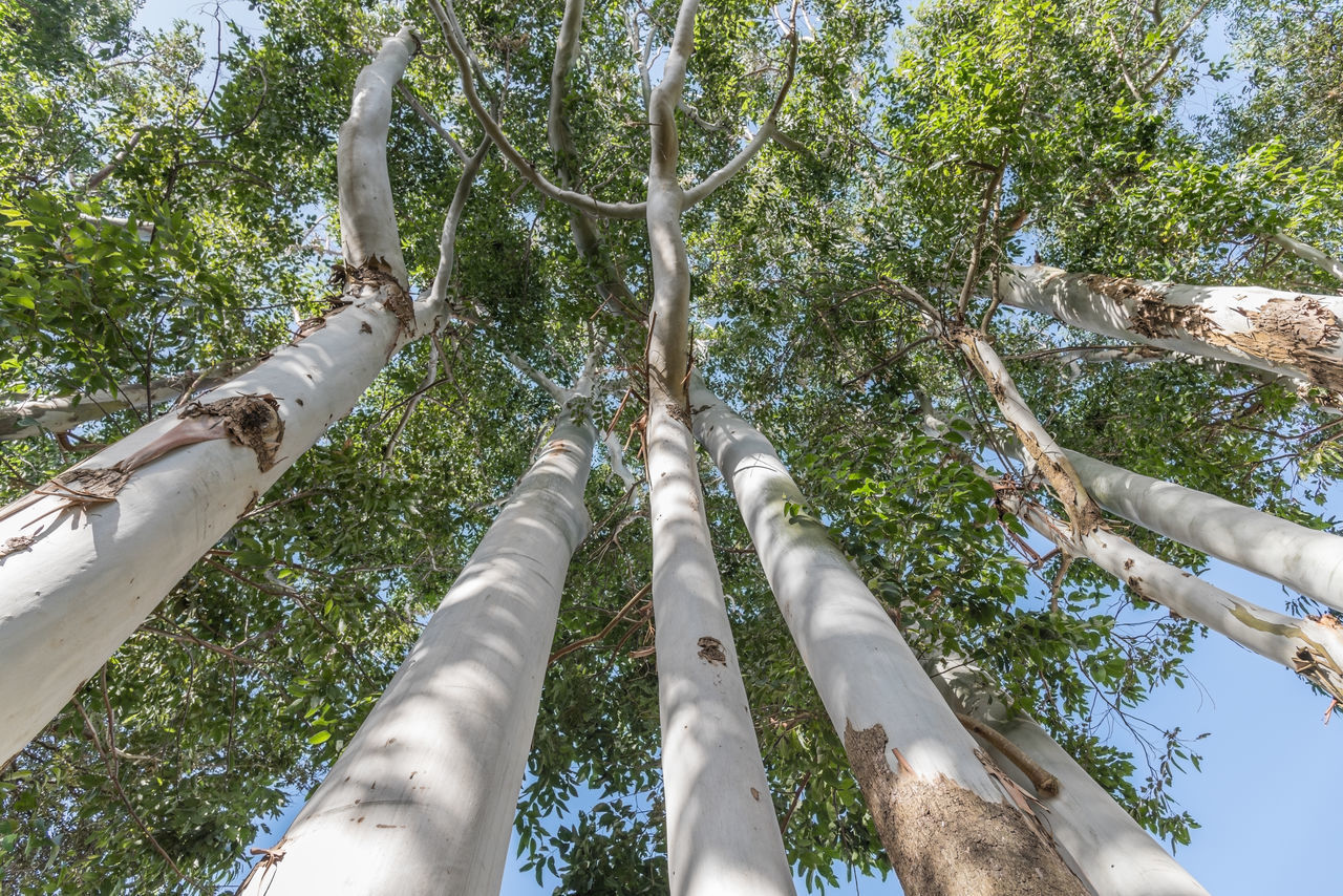 LOW ANGLE VIEW OF BAMBOO TREES IN THE FOREST