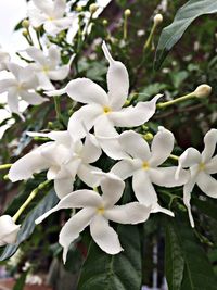 Close-up of white flowers