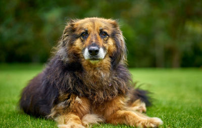 Portrait of dog sitting on field