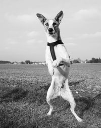 Dog rearing up on grassy field against sky