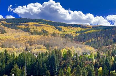 Panoramic view of pine trees in forest against sky