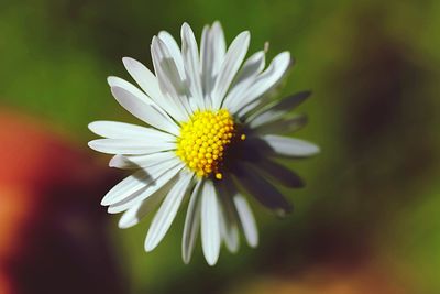 Close-up of white daisy flower