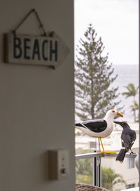 Close-up of seagull perching on wall