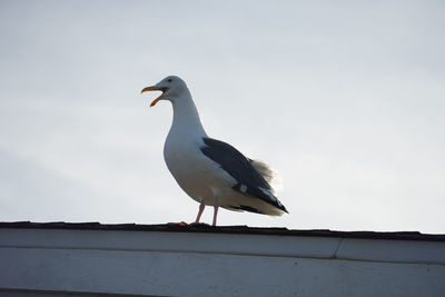 Seagull perching on roof against sky