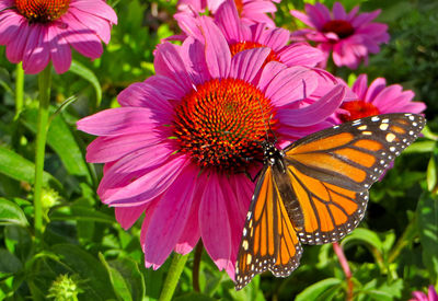 Close-up of bee pollinating on pink flower