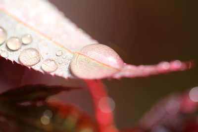 Close-up of water drops on leaf