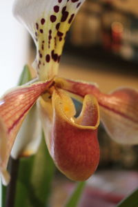 Close-up of flower blooming outdoors