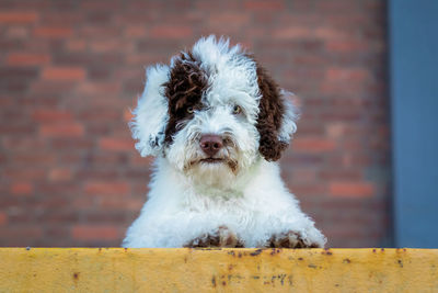 Portrait of dog against wall