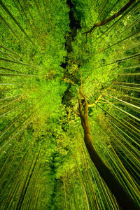 Low angle view of illuminated green trees in forest at night