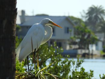 Close-up of bird perching on tree