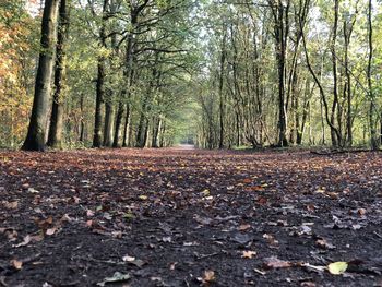 Autumn leaves on trees in forest