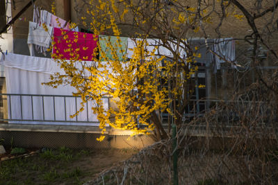 Plants growing by fence in city