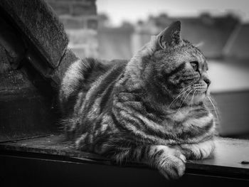 Close-up of a cat looking away