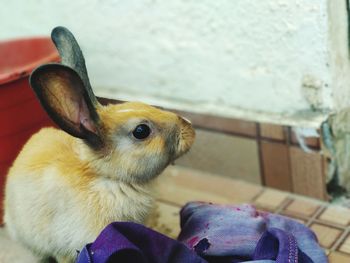 Close-up of rabbit