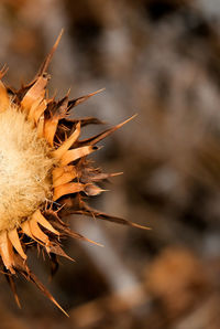 Close-up of dried  flower 