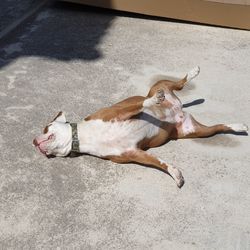 High angle view of dog sunbathing  on street