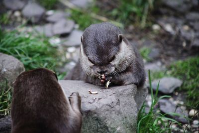 A short clawed otter eating shellfish, using the rock like a table and rubbing its paws together