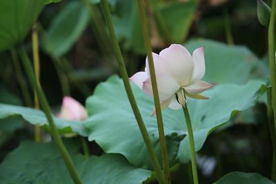 Close-up of white flowering plant