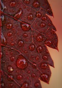 Close-up of leaves