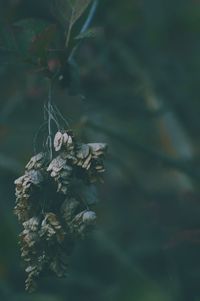 Close-up of wilted plant hanging outdoors