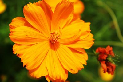 Close-up of yellow cosmos flower blooming outdoors