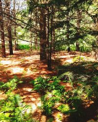 Trees in forest