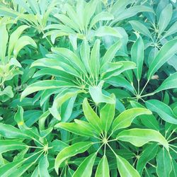 Full frame shot of green leaves