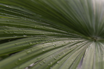 Full frame shot of wet plant