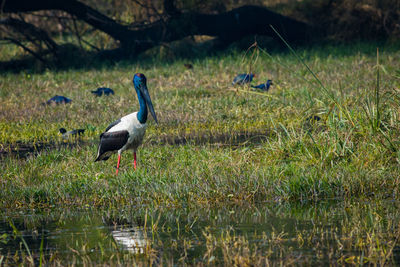 Stork on grassy land