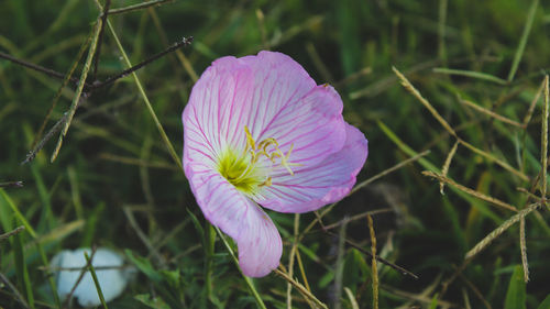 Close-up of purple crocus blooming outdoors