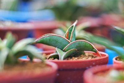 Close-up of succulent plant growing in yard