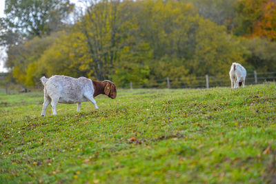 View of a dog on field