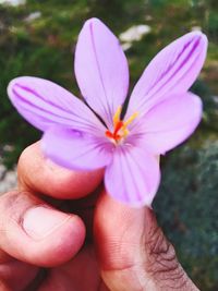 Close-up of pink flower