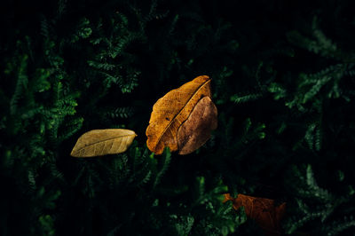 Close-up of autumn leaves on land