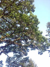 Low angle view of trees against sky