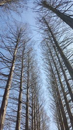 Low angle view of bare trees against sky