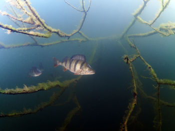 Fish swimming in sea